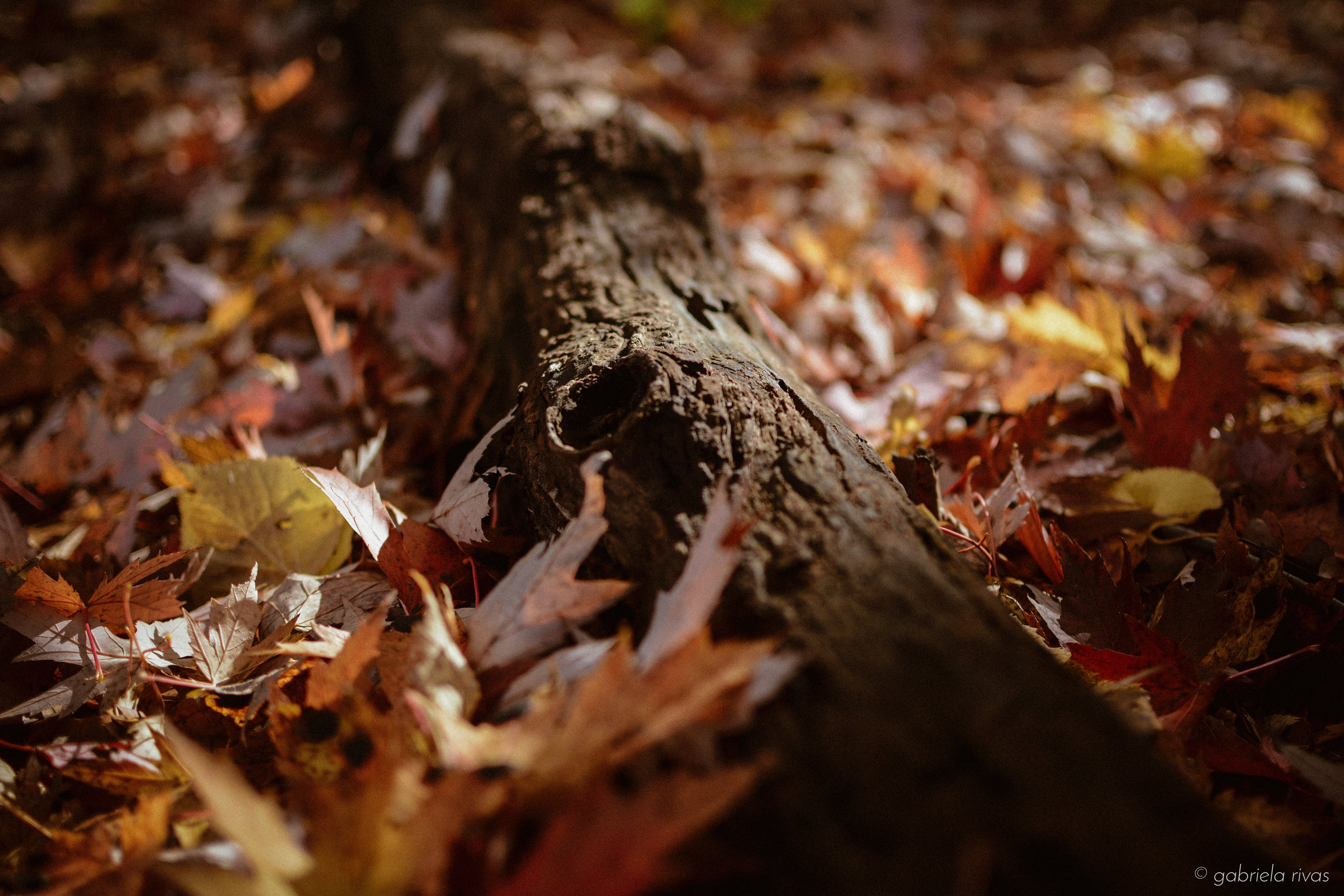 DSC_0306-25.jpg