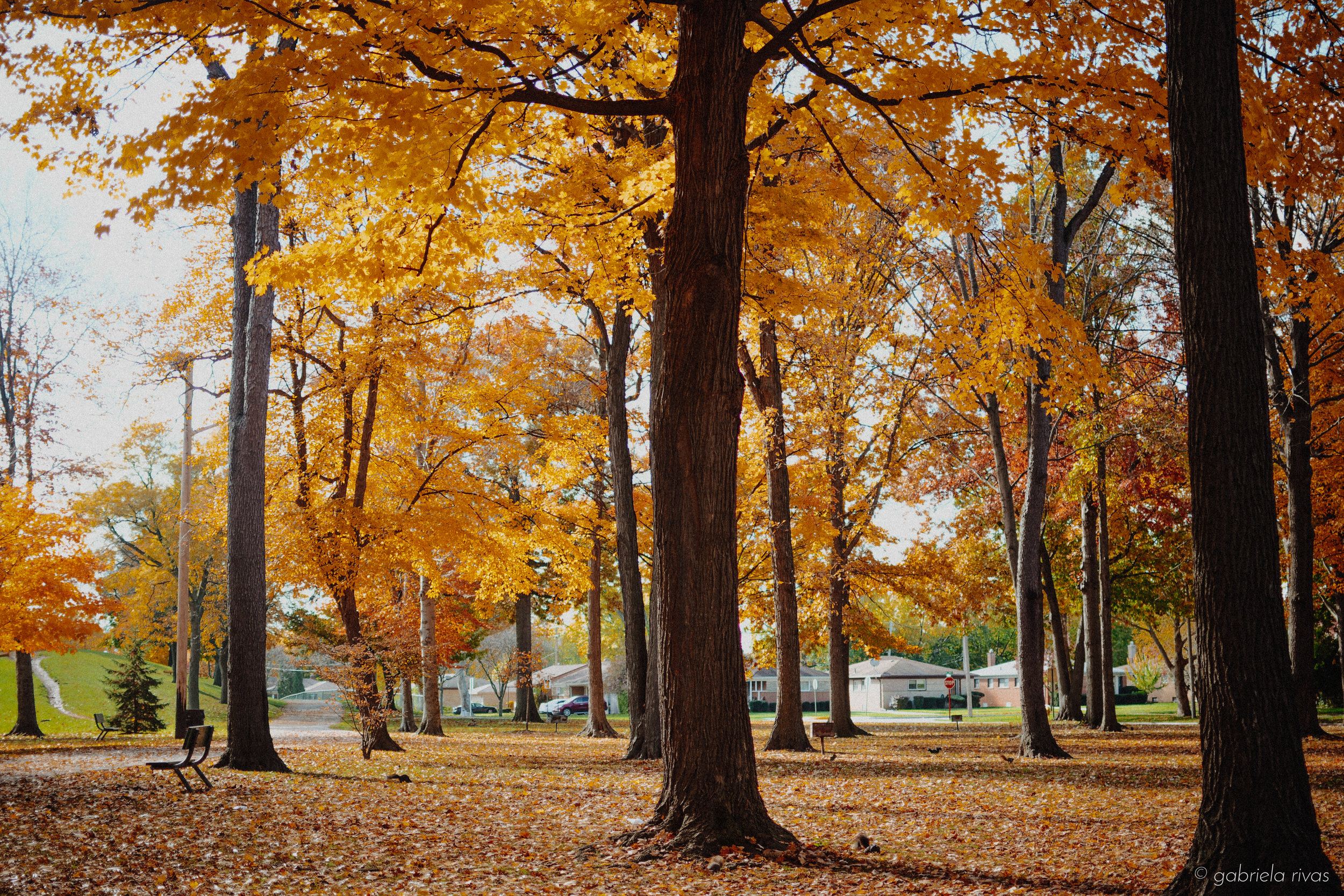 DSC_0319-30.jpg
