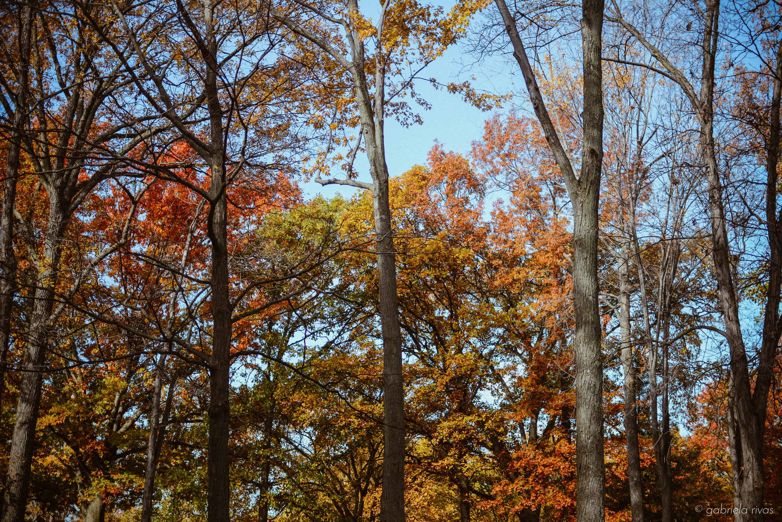 DSC_0336-39.jpg