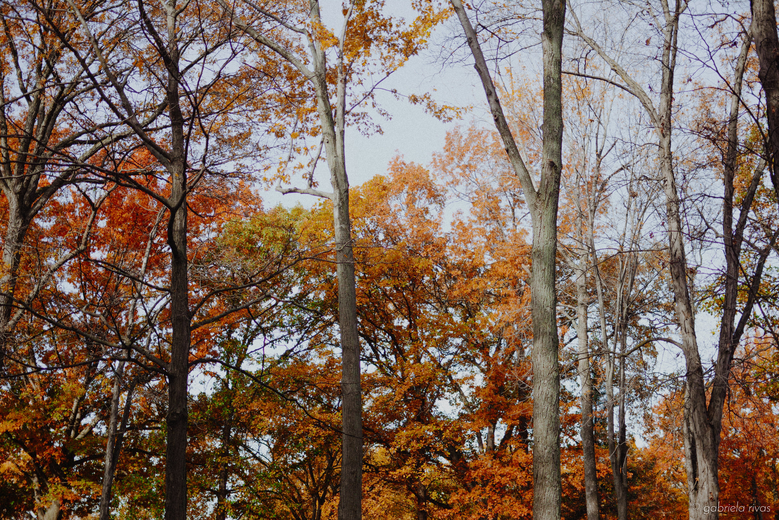 DSC_0337-40.jpg