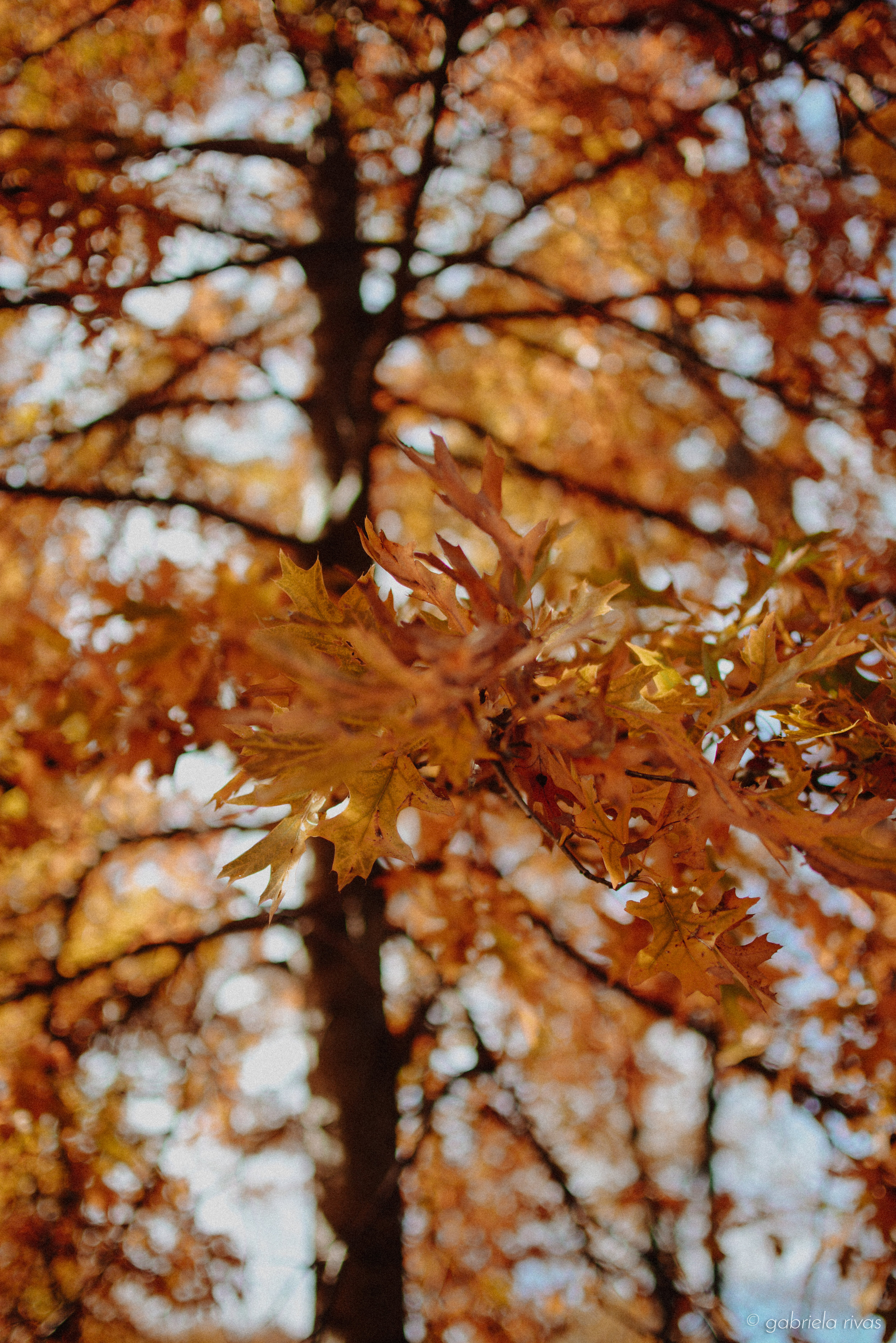 DSC_0353-42.jpg