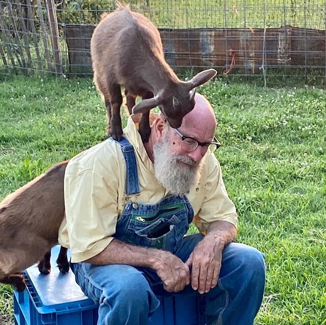 Psssst!  Hey, Farmer!  You have a goat on your head!  Lucy and Ethel have a special place in our hearts...their acrobatic antics are a hoot.  #nigeriandwarfgoats #happyfarmer #goatcuddles #thefarmer #farmfun #farmlifeisthebestlife