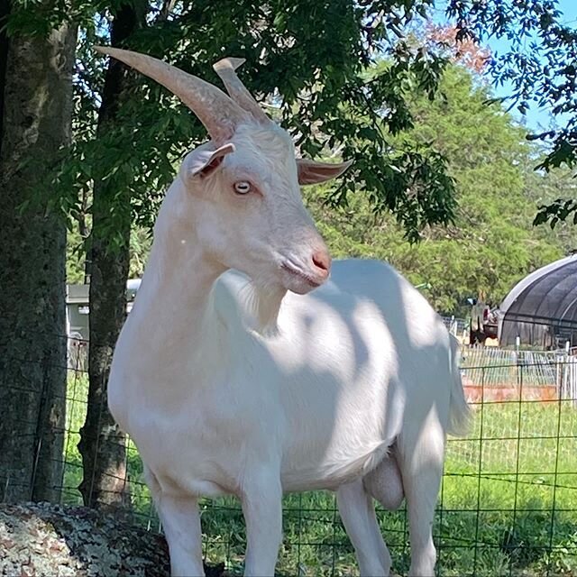 This is Ammi.  He is a handsome fella....a Kiko/Saanan cross who is the biggest, friendliest young buck on the Farm.  He towers over the other boys in his class and is confident and inquisitive.  We have chosen this Blue Eyed Boy to be the Goat Baby 