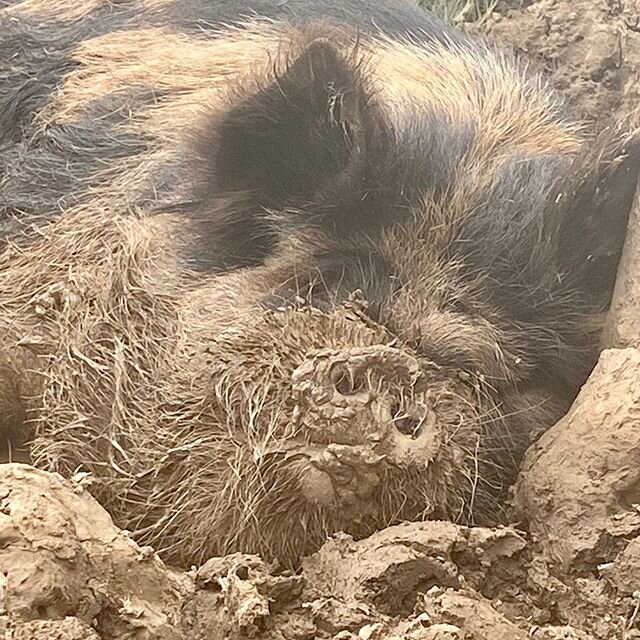 Mac is never as contented as when wallowing in a cool mud bath on a hot Summer day. #oink #happygrunts #hogwash #mudbath #thislittlepiggy #kunekune #summertime #farmlife