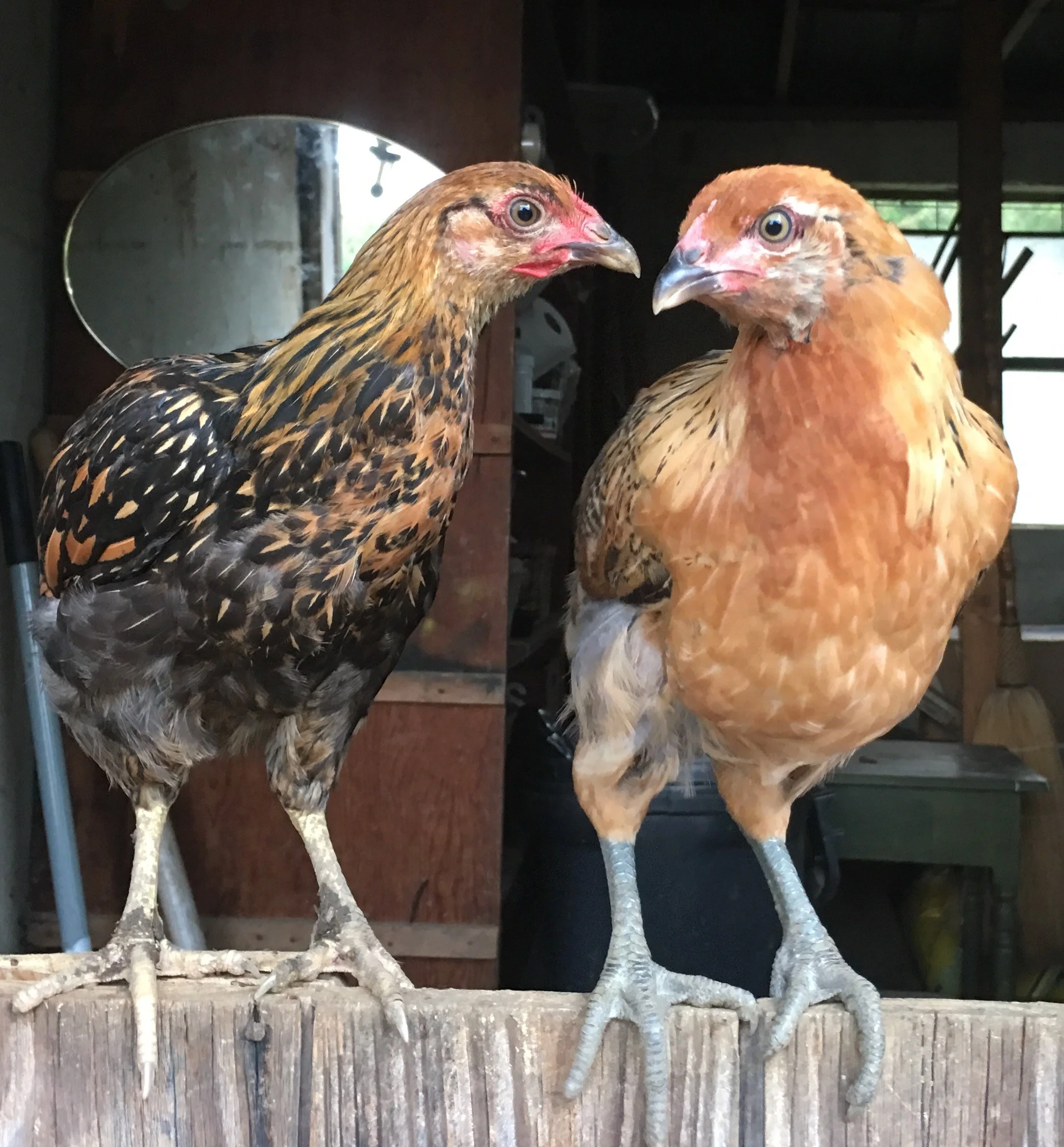 chickens on door.JPG