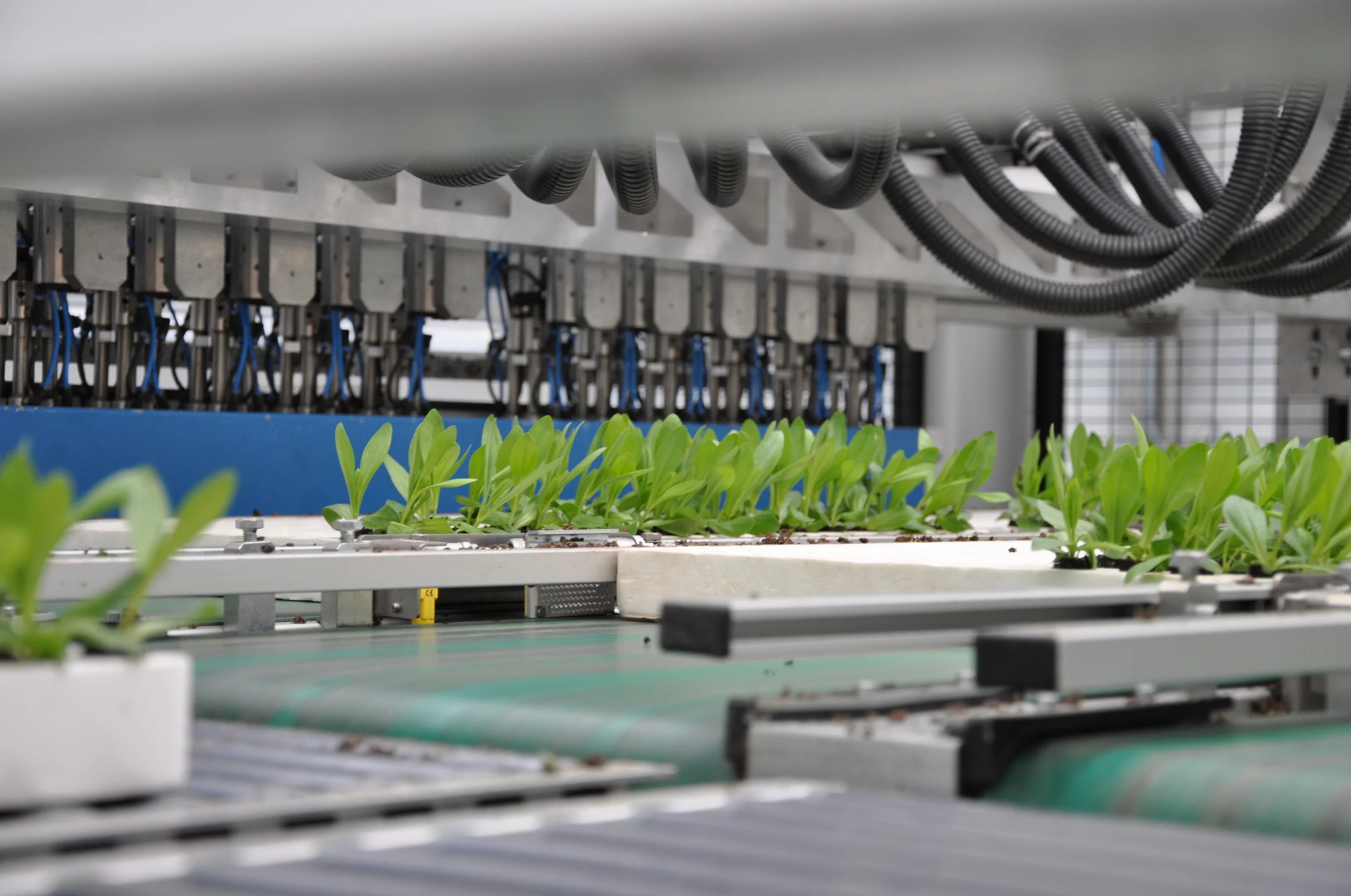 Plant seedlings being sorted by robot