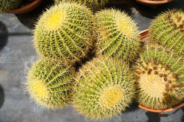 Cactus in pot at garden centre in Ibiza