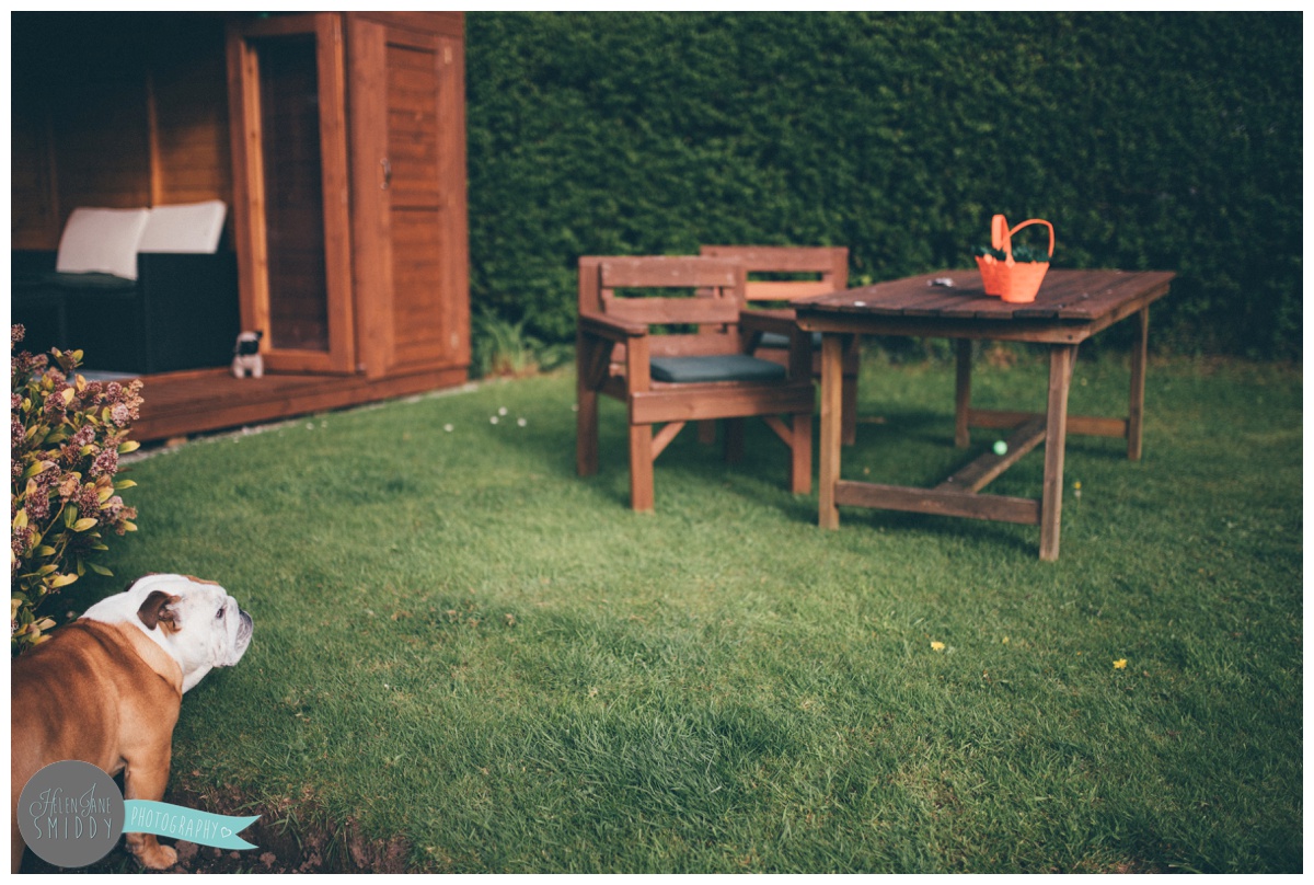 British bulldog looks at the garden.