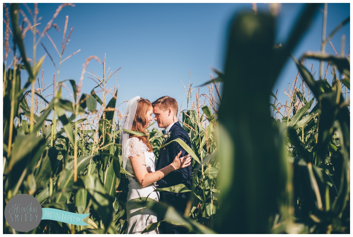Newly married couple have their wedding photographs taken in a corn field.