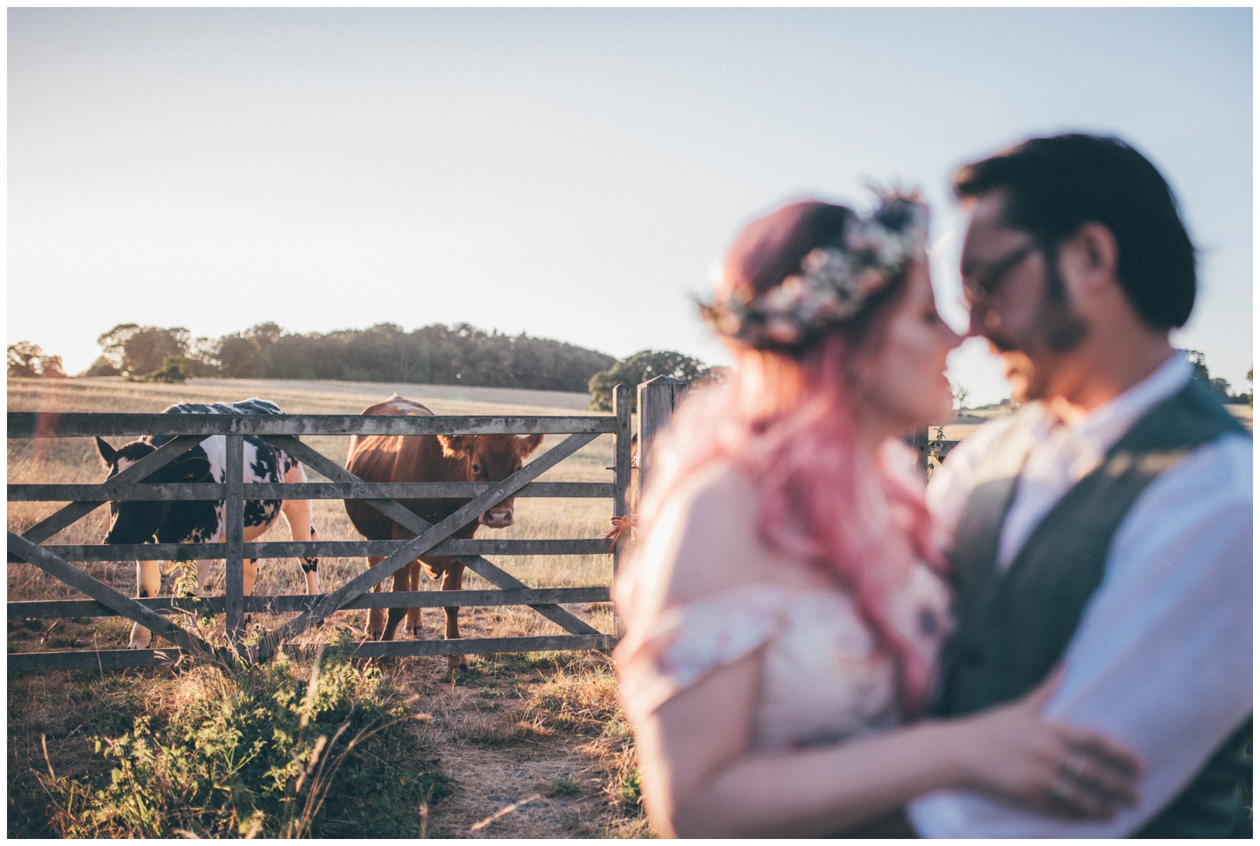 Cows look on hilariously at the bride and groom having a cuddle in Staffordshire wedding.