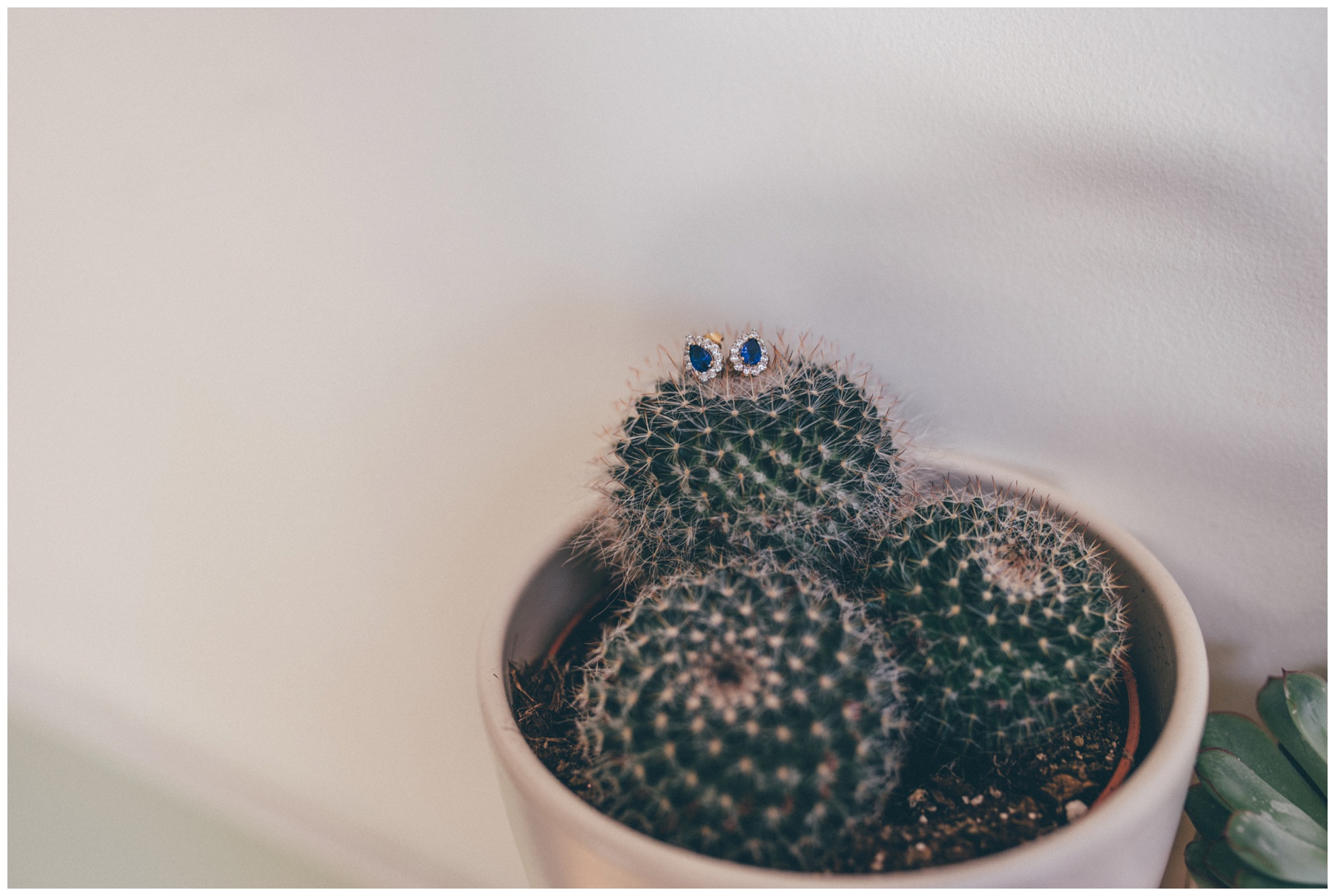 Stunning sapphire earrings surrounded by diamonds on a cactus.