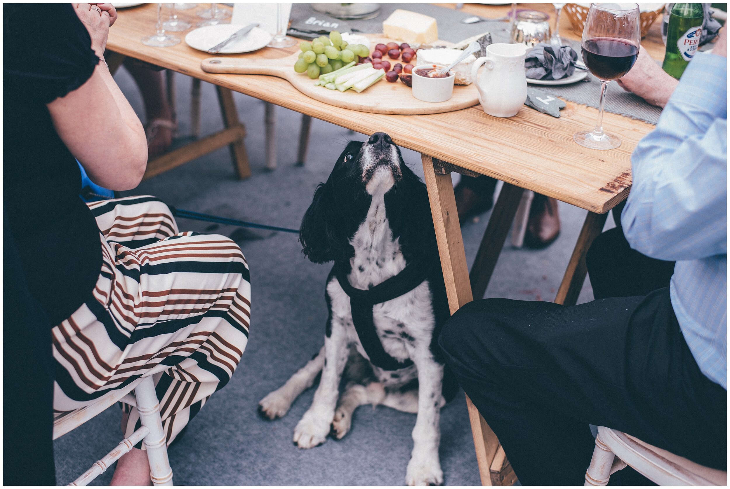 Well behaved dog sniffs at the cheeseboard at Silverholme, Graythwaite Estate in the Lake District.