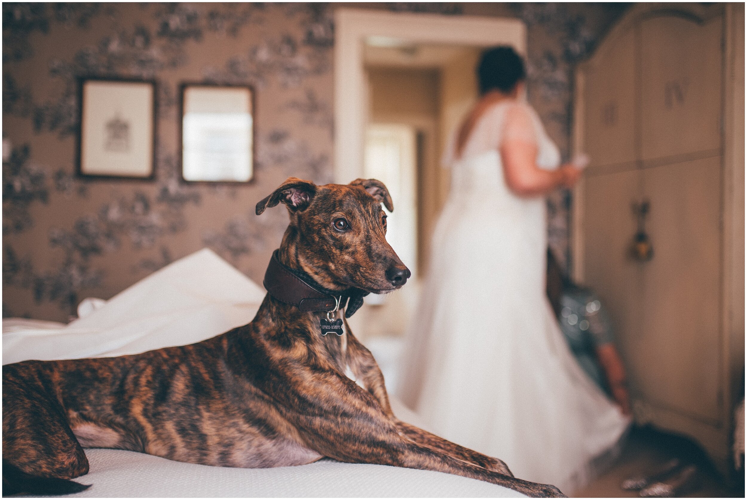 Bride and grooms dog wears a bow tie for the Scottish elopement in Melrose on the Scottish Borders.