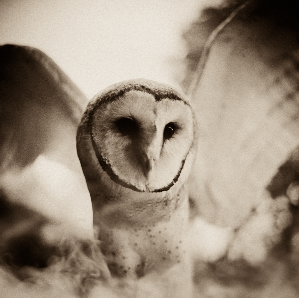 The Messenger by Lori Vrba