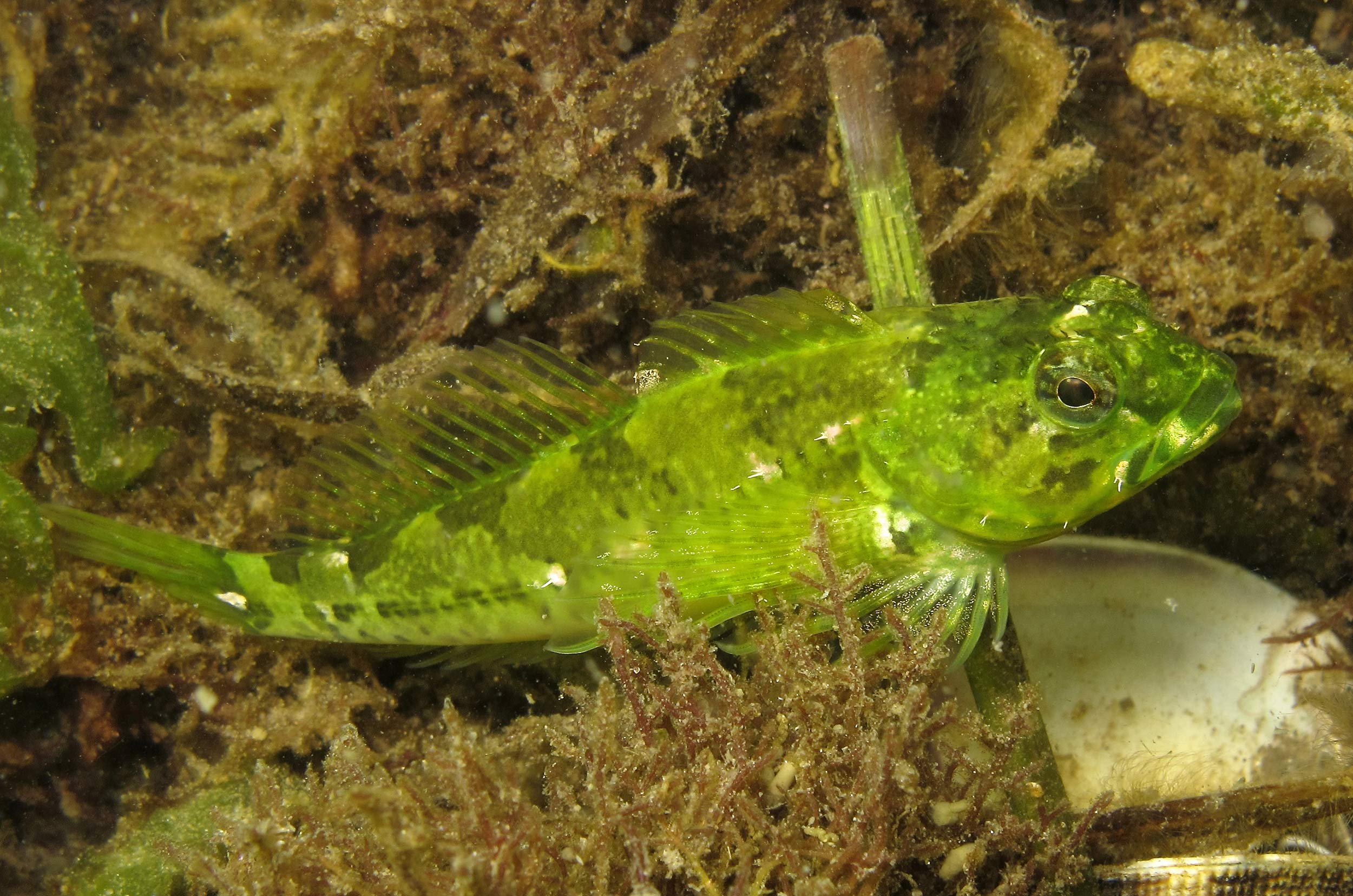 cedar-beach-critters-05.jpg