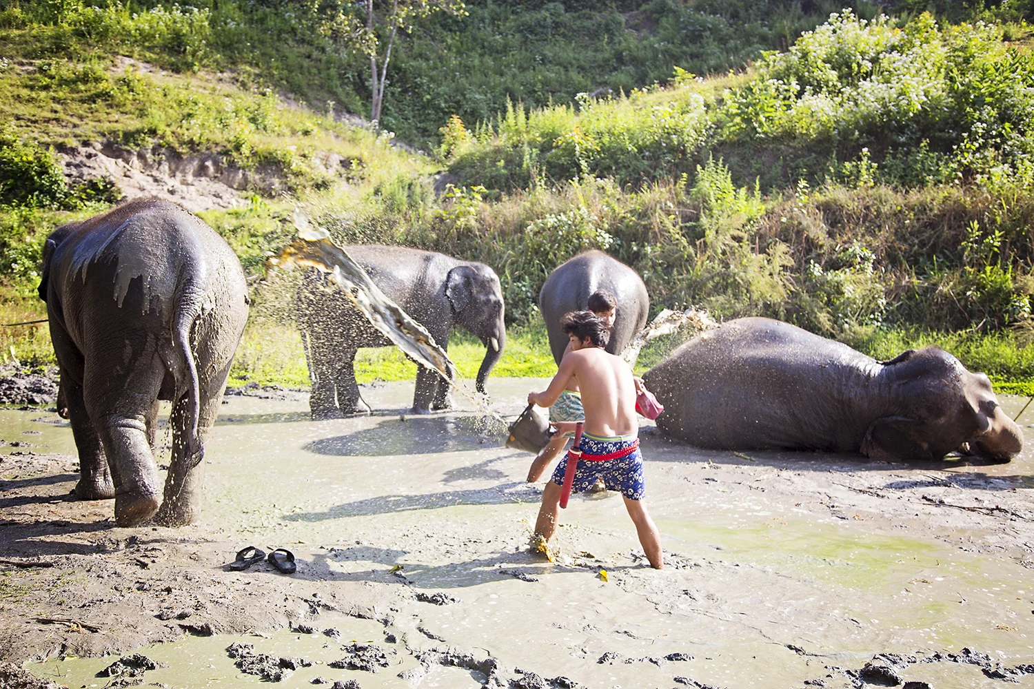 ElephantBath.jpg