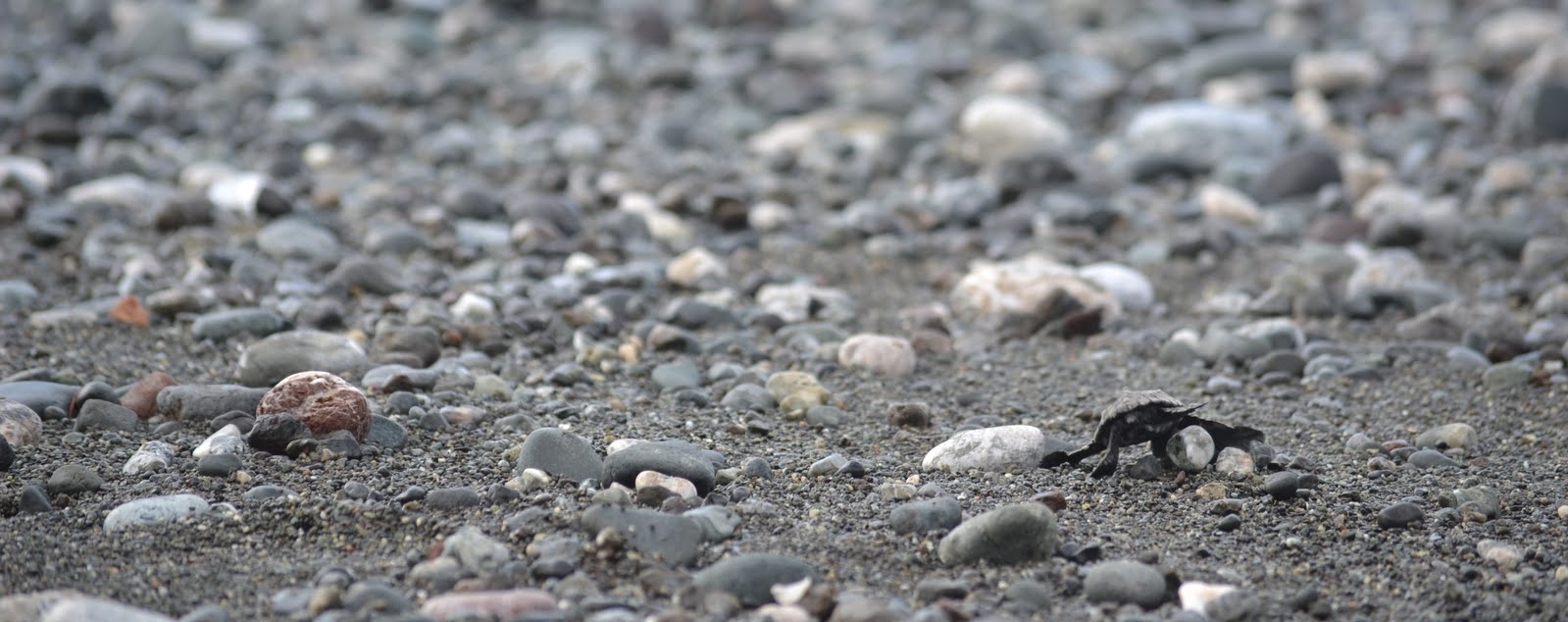 There is a newborn turtle in this photo! And it is a long journey to the surf. Photo: Owen Liu, 2011