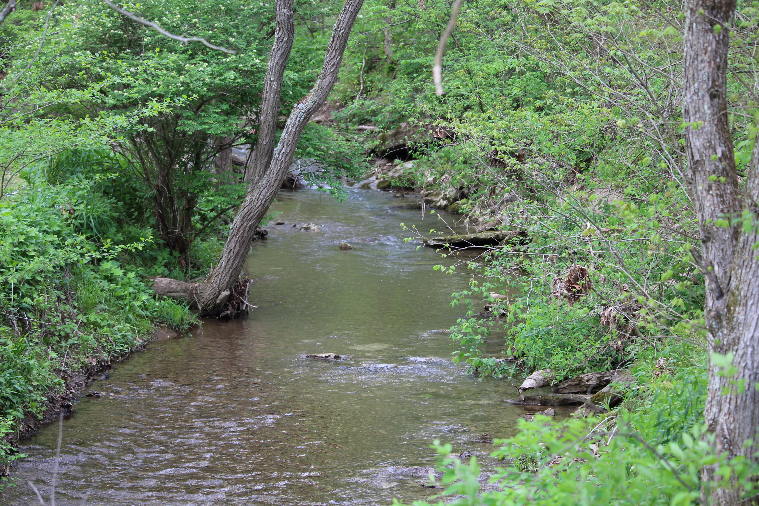 Kent Run in Ryerson Station State Park (Photo Credit: Sarah Winner)