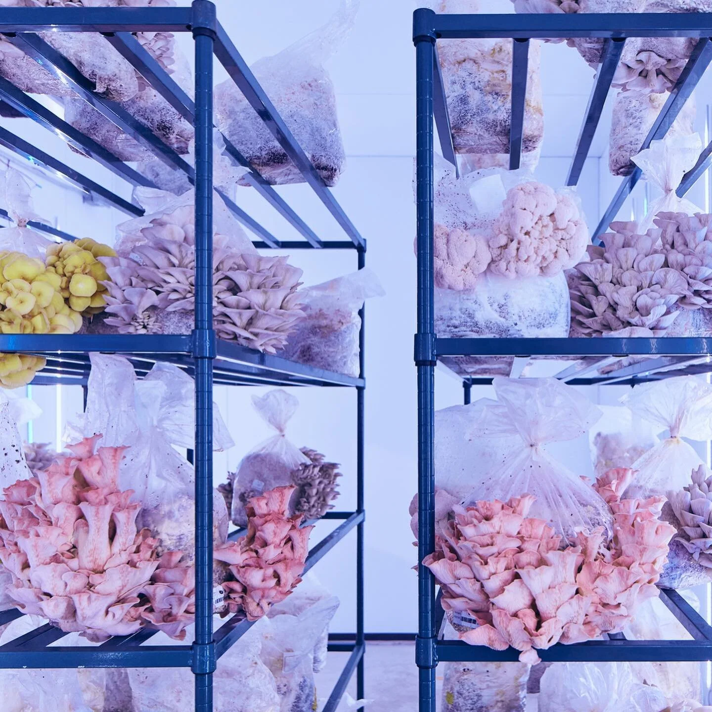 The deadline to sign up for our 2021 CSA is coming up!  Reserve your share of local organic produce and check out our add-on options from local growers like...... @Smallhold! Watch this space as they takeover our Instagram over the next few days. 🍄🍄🍄
. 
.
.
We&rsquo;re @Smallhold, your friendly, neighborhood mushroom farm! You may have seen our mini-farms (decked out in UV lights) in Whole Foods, Bunker Vietnamese, and the Standard Hotel. We hope to broaden people&rsquo;s minds about the endless culinary possibilities when cooking our mushrooms, as well as their positive environmental impact. Our mushrooms are USDA certified organic and always local.

📸: @zepharc