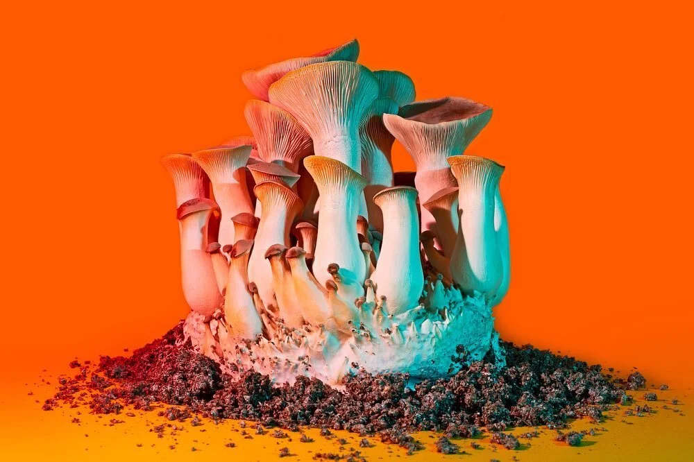 @Smallhold Takeover Day 2!

We began our mushroom growing journey in 2016-2017 out of a shipping container in North Brooklyn Farms in Domino Park. Now, we grow our mushrooms in mini-farms, climate-controlled growth chambers that monitor light, temperature, and humidity levels. Each mushroom we grow has its own preferences (they can be quite picky!), and can range in size and color based on its environment. We offer 7 types of mushrooms: blue, yellow and pink oysters, royal trumpets, lion&rsquo;s mane, maitake, and shiitake. Sign up for Brooklyn Grange's 2021 CSA and reserve a share of our mushrooms!

📸: @specialnothing