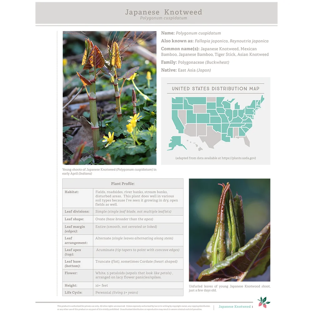 Japanese Knotweed Wild Edible Digital Id Sheet Set Creek Stewart Japanese Knotweed Wild Edible Digital Id Sheet Set Creek Stewart