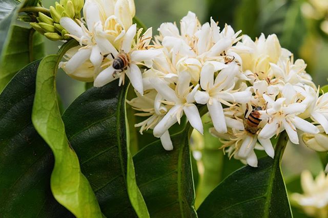 Step 2. Coffee flowers blooming.