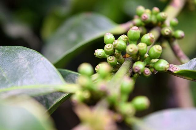 Step 3. Small coffee bean starting to grow.