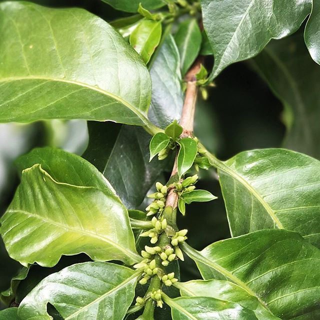 Step 1. Coffee flower bud.