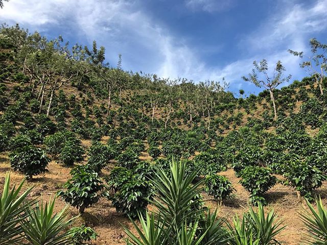 Borboncito prunes looking good! #prunebyblock