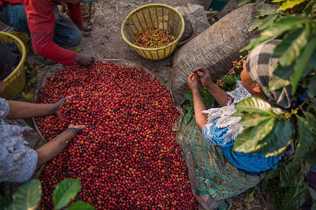 Guatemalan coffee in a picture 🙌🏼