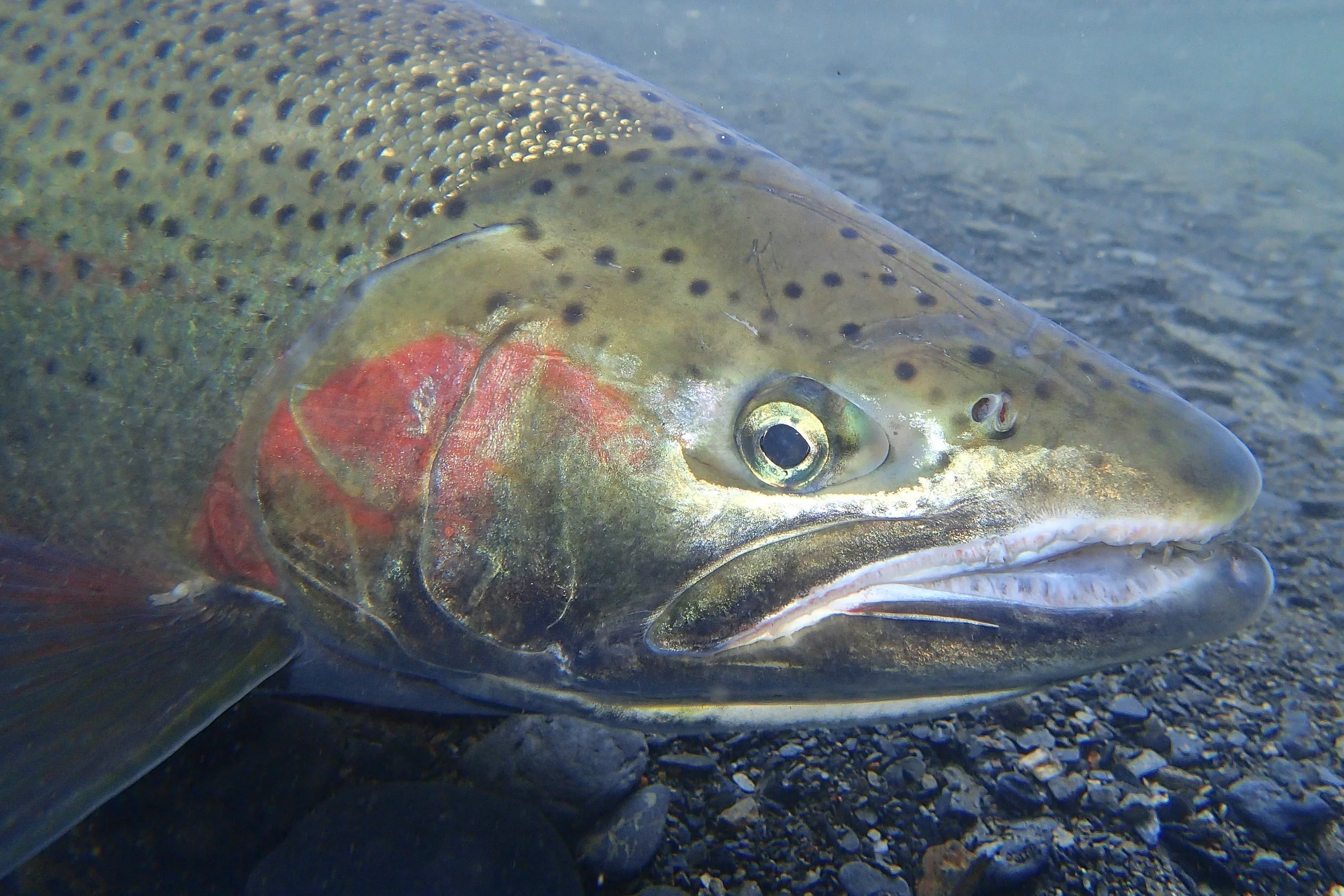 2025 Kodiak Island Steelhead