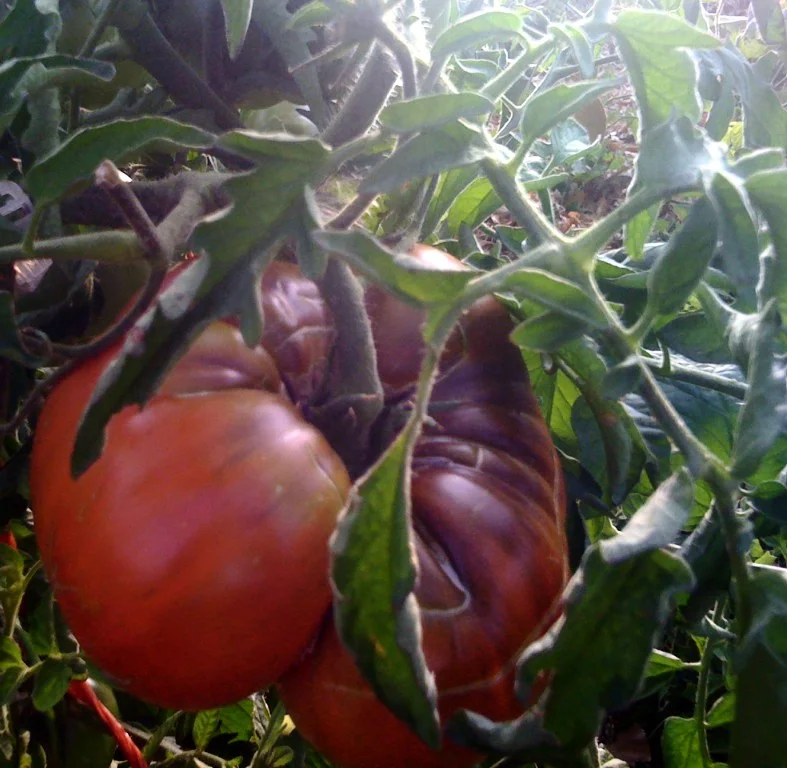 tomato heirloom phf.jpg