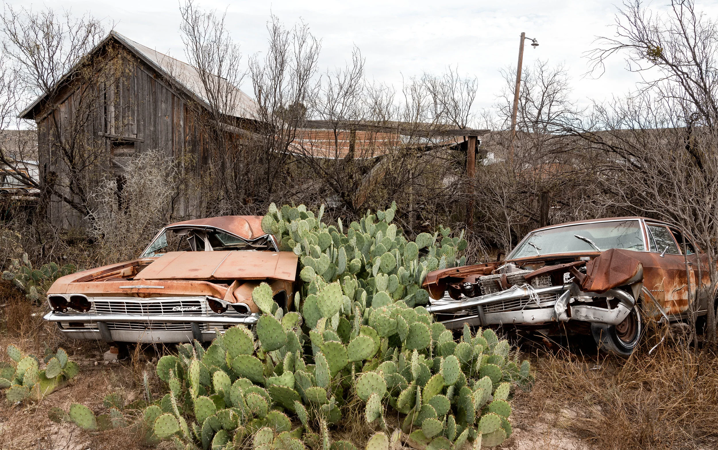 Car-and-Cacti-Sanderson(1).jpg