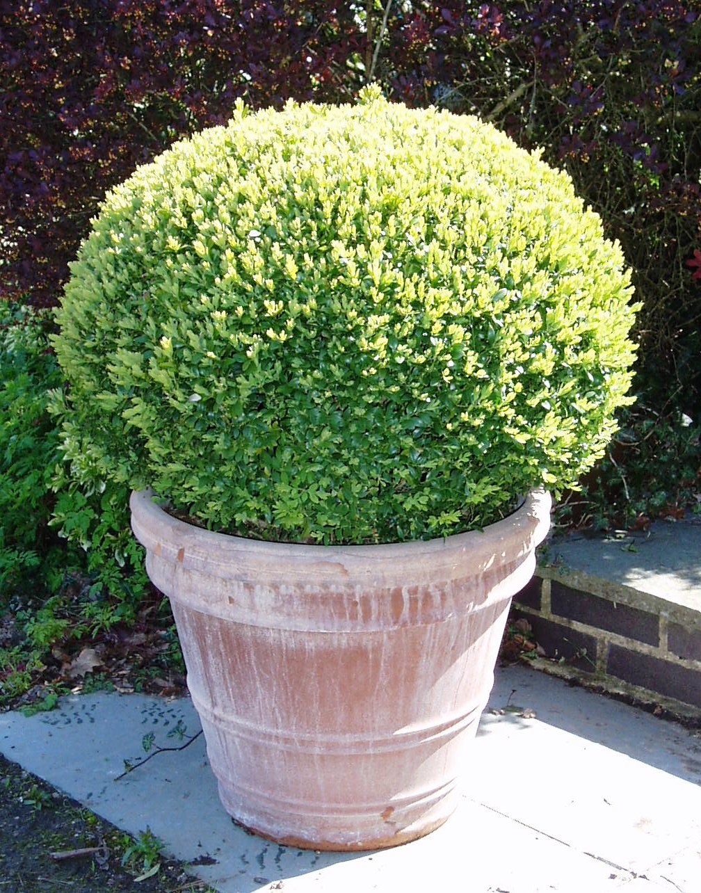 Beautiful Box Dome In Planter