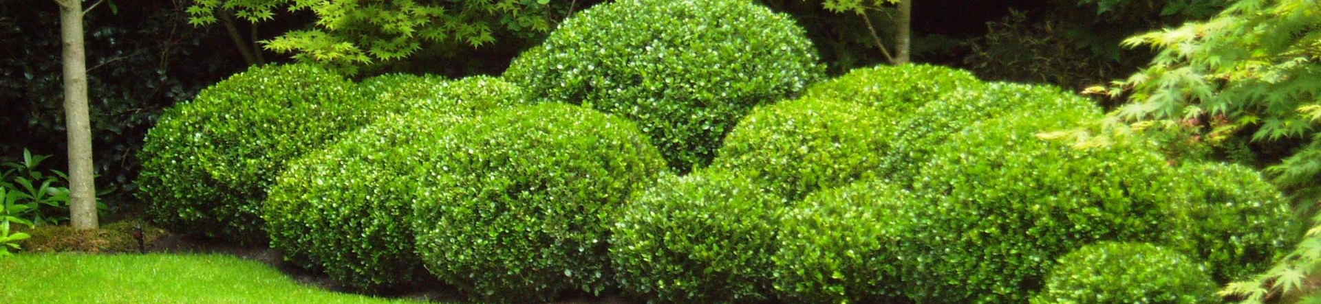 Topiary Cloud Hedging in Box
