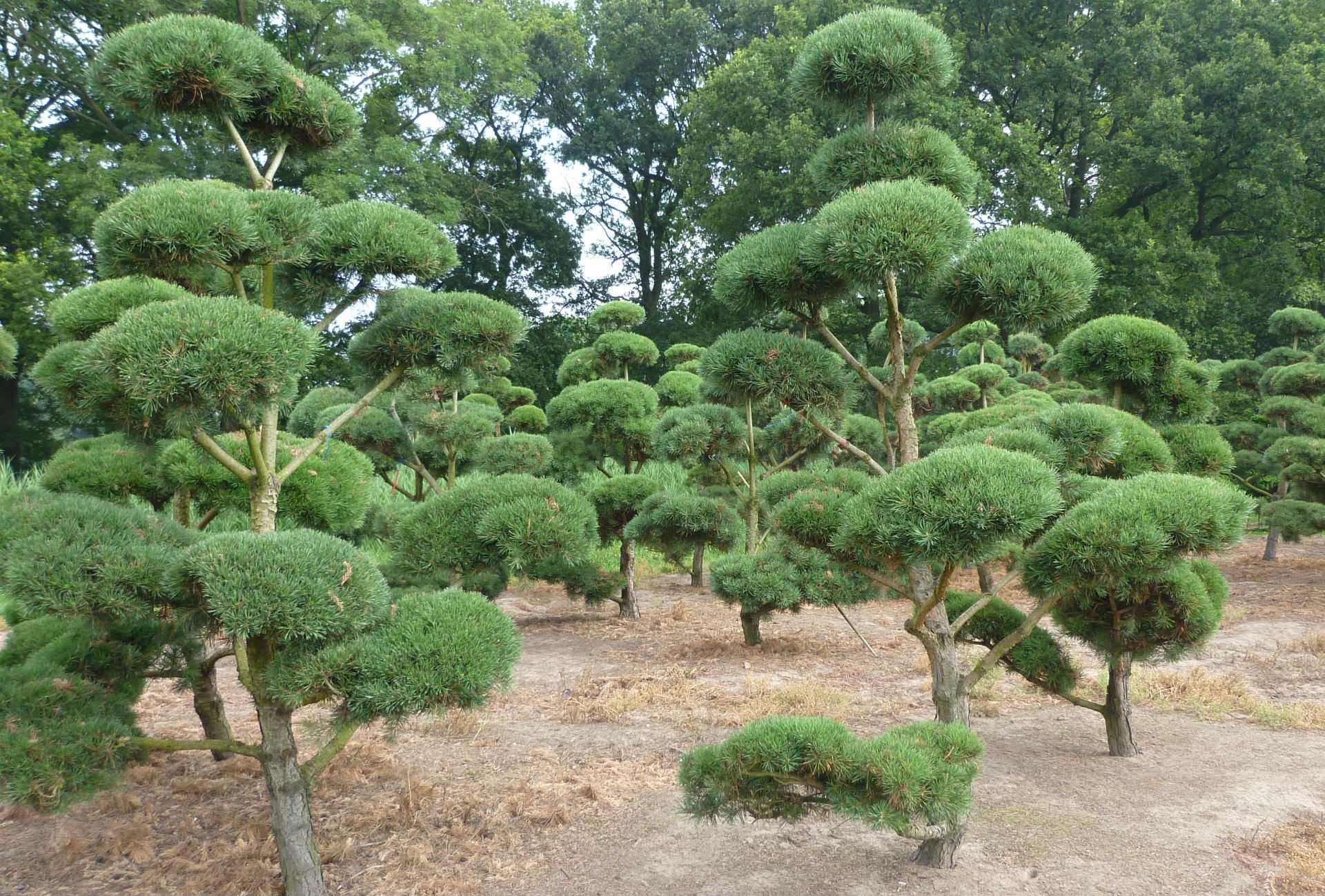 Pine clouds