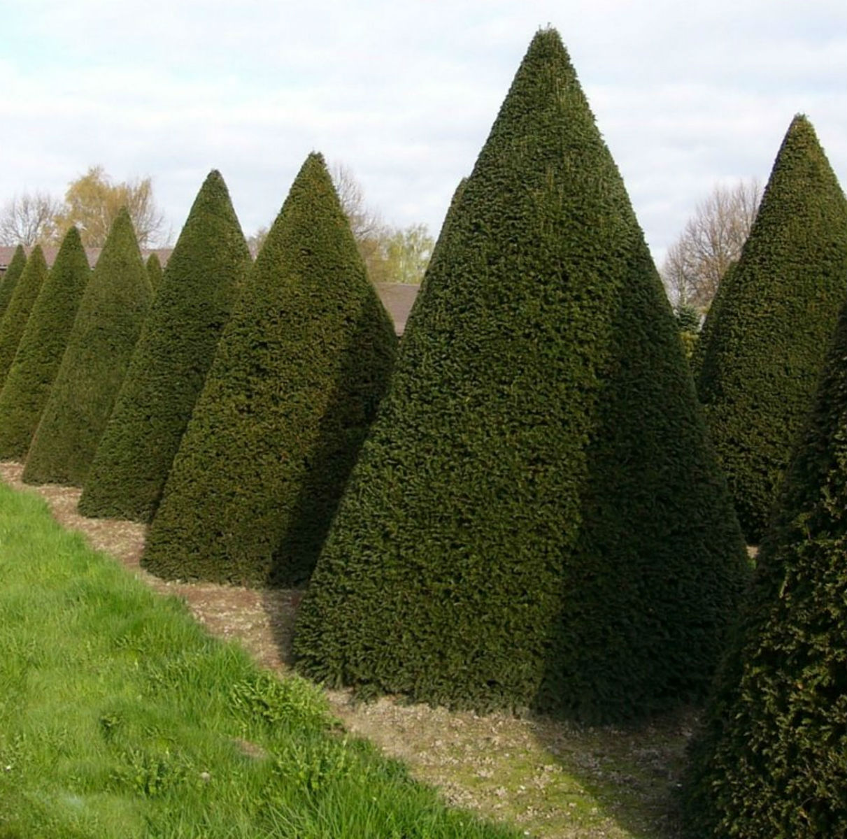 Yew large cones