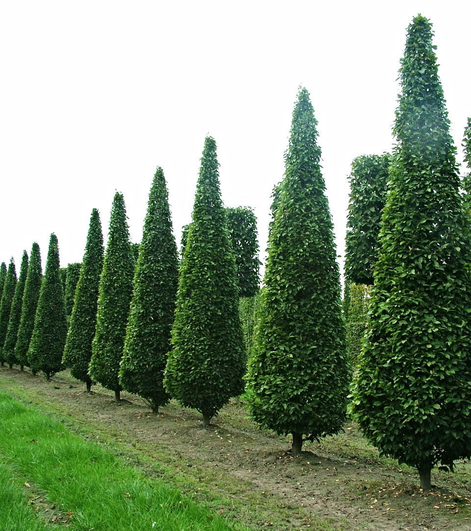 Hornbeam cones