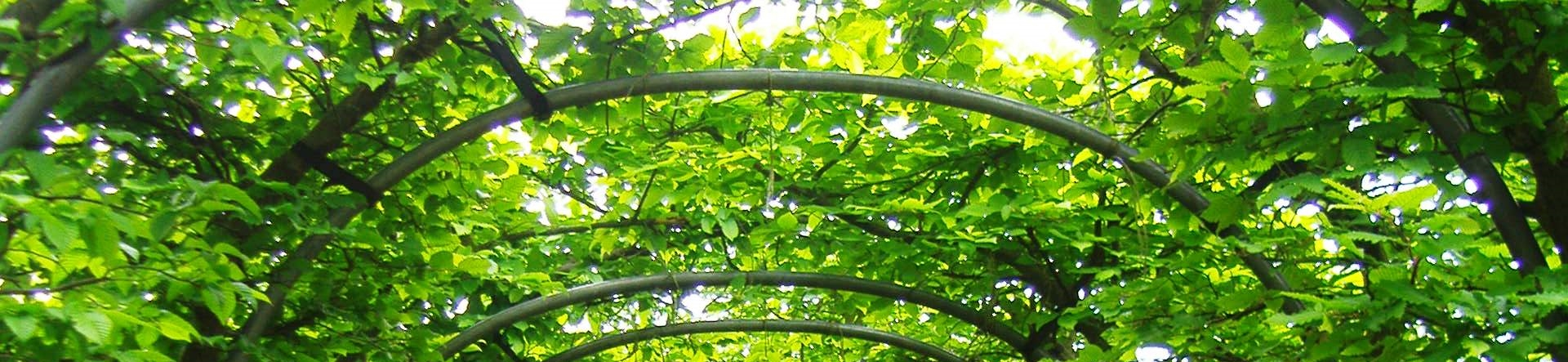 Topiary Arches made at Crown Topiary