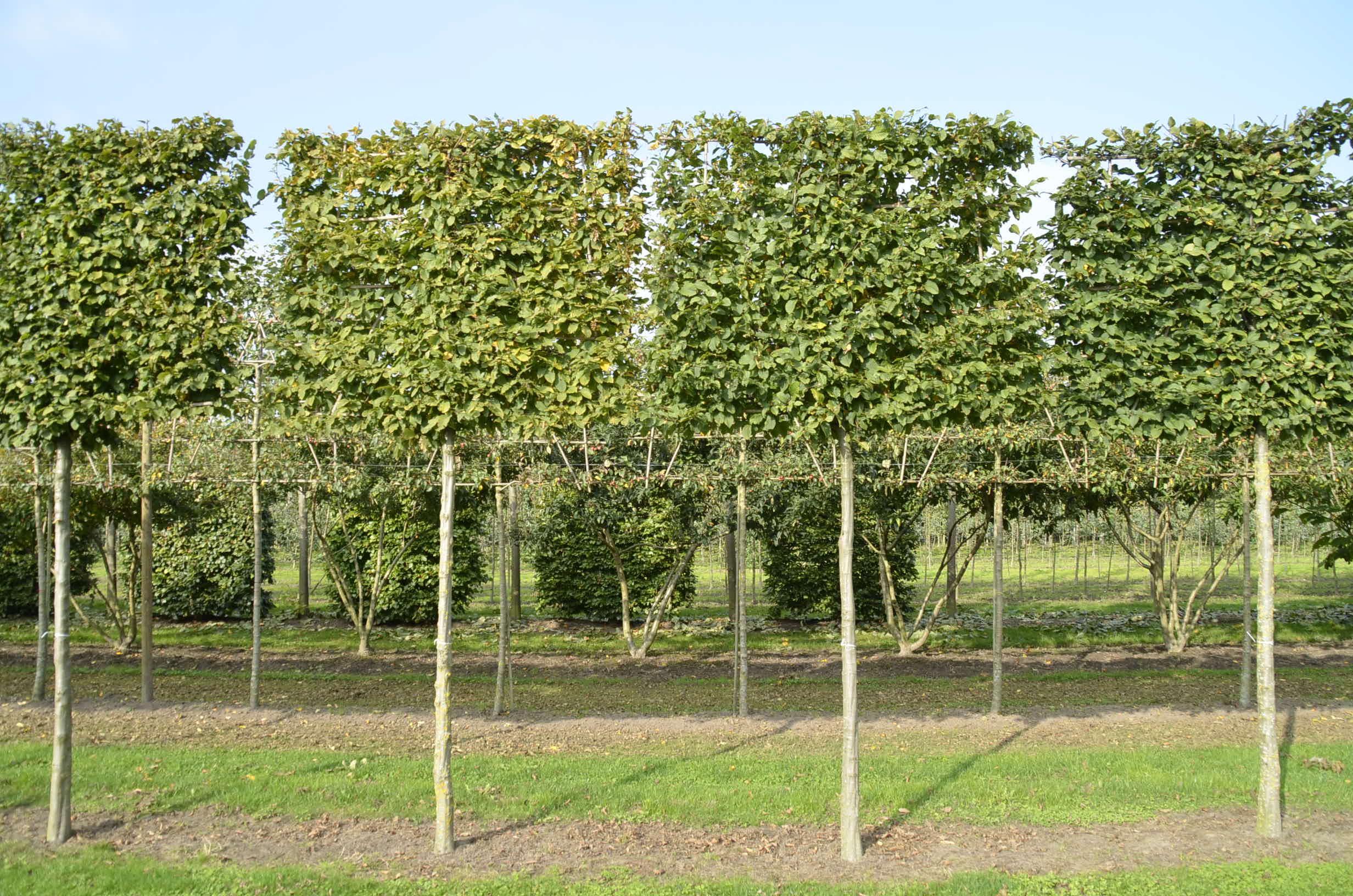 Hornbeam pleached trees