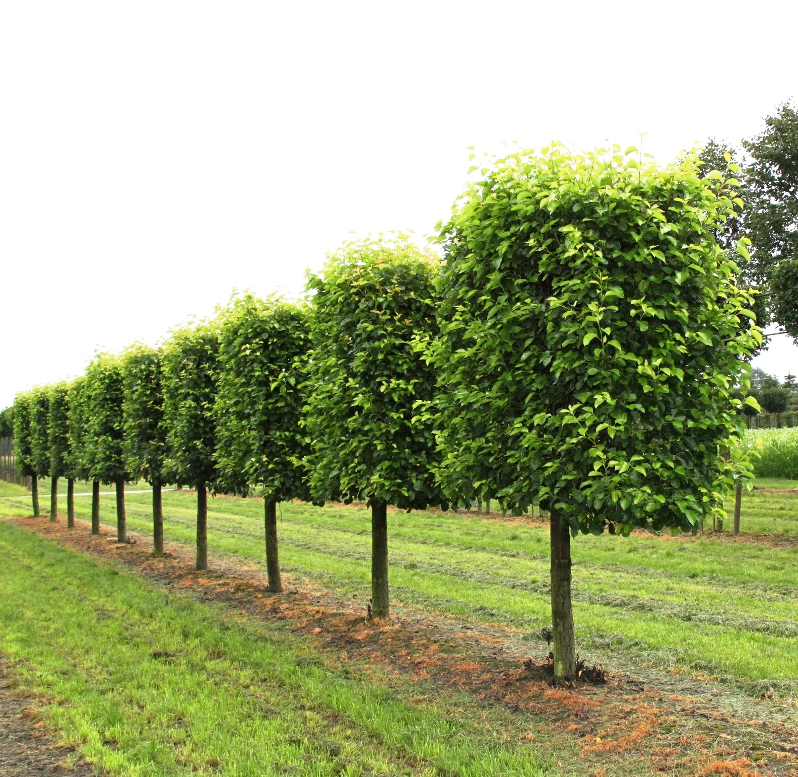 Pleached Trees & Instant Screening — Crown Topiary, Topiary Trees, UK