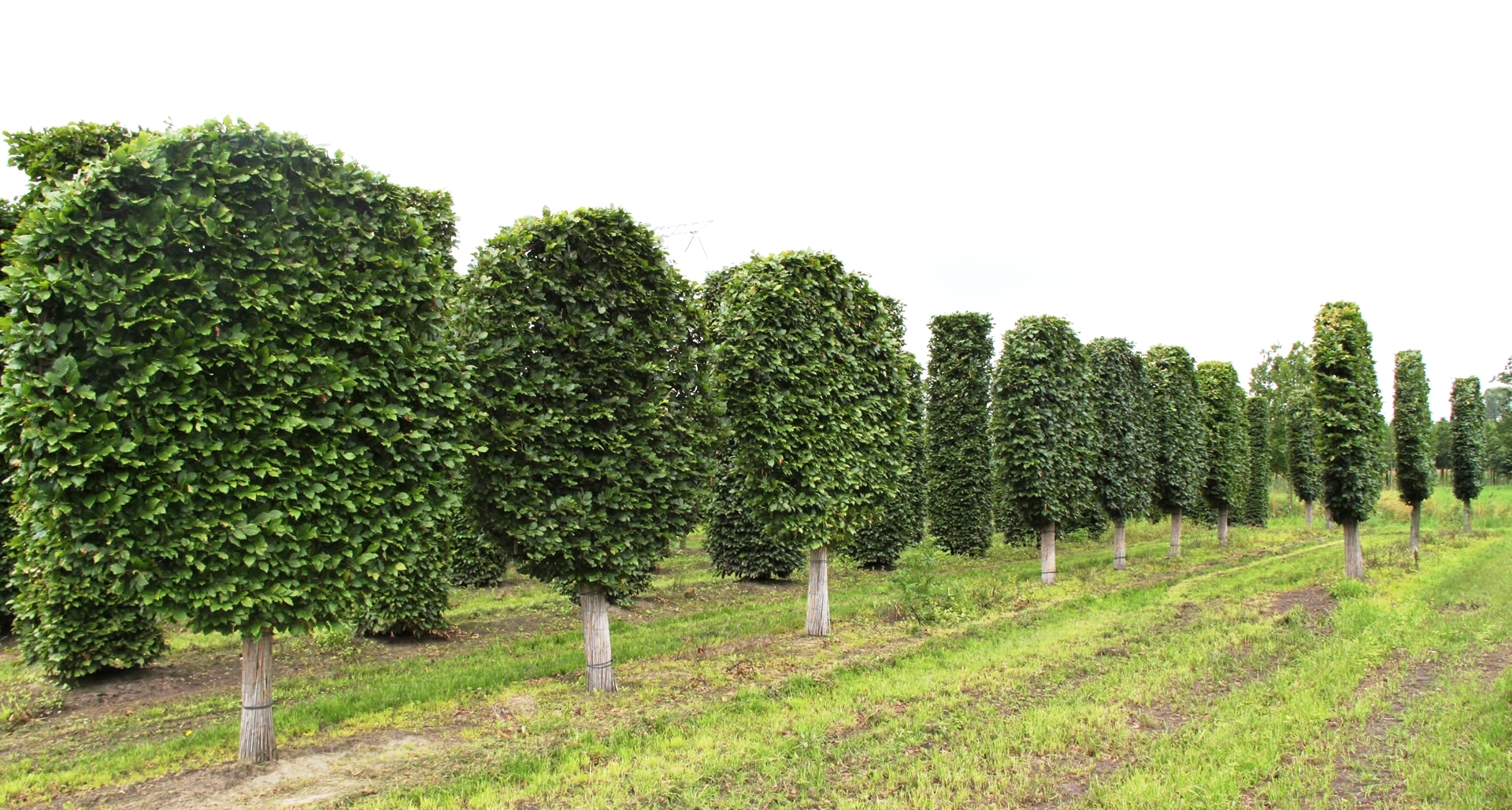 Round pleached Hornbeam