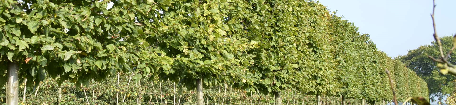 Carpinus betulus pleached trees