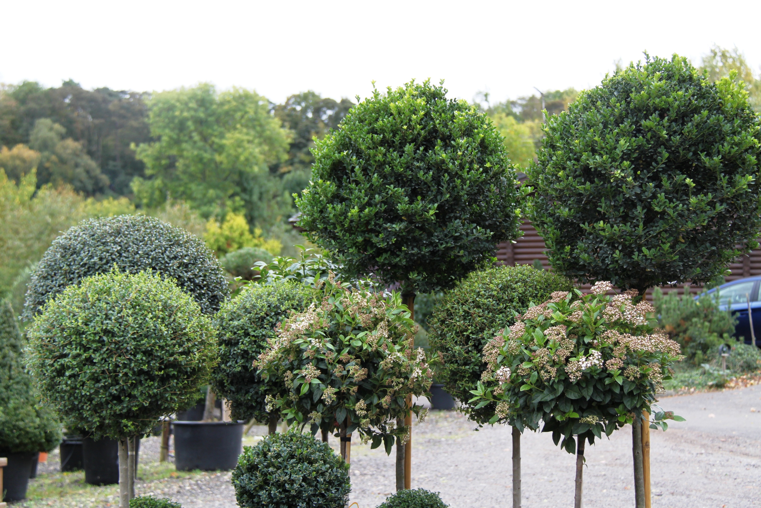 Topiary standards