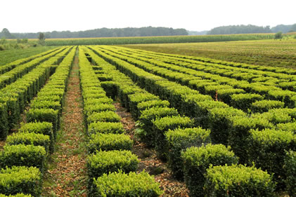 Box cubes field