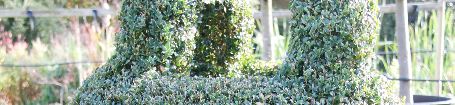 Topiary Design & Commission