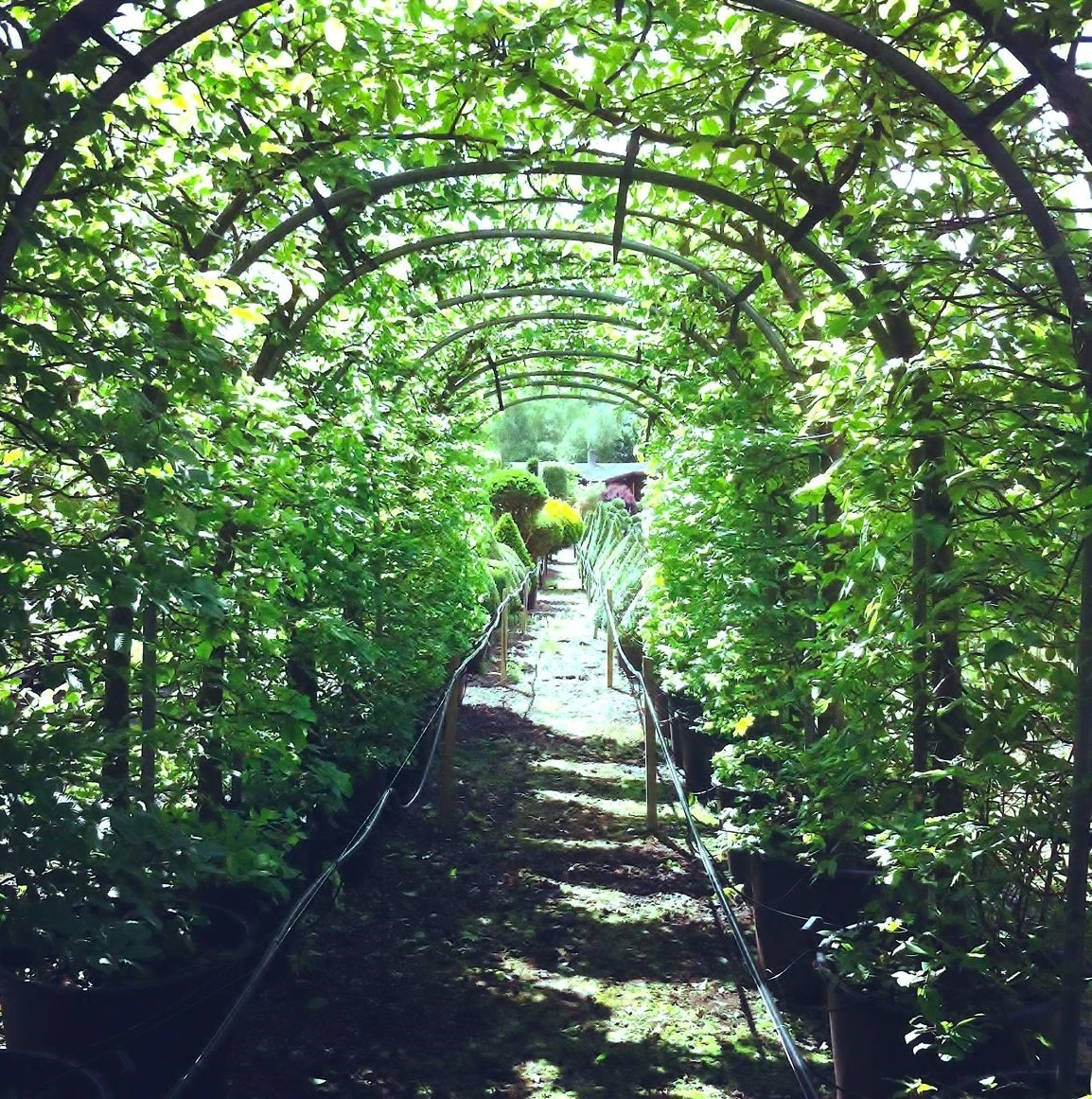 Hornbeam Arch