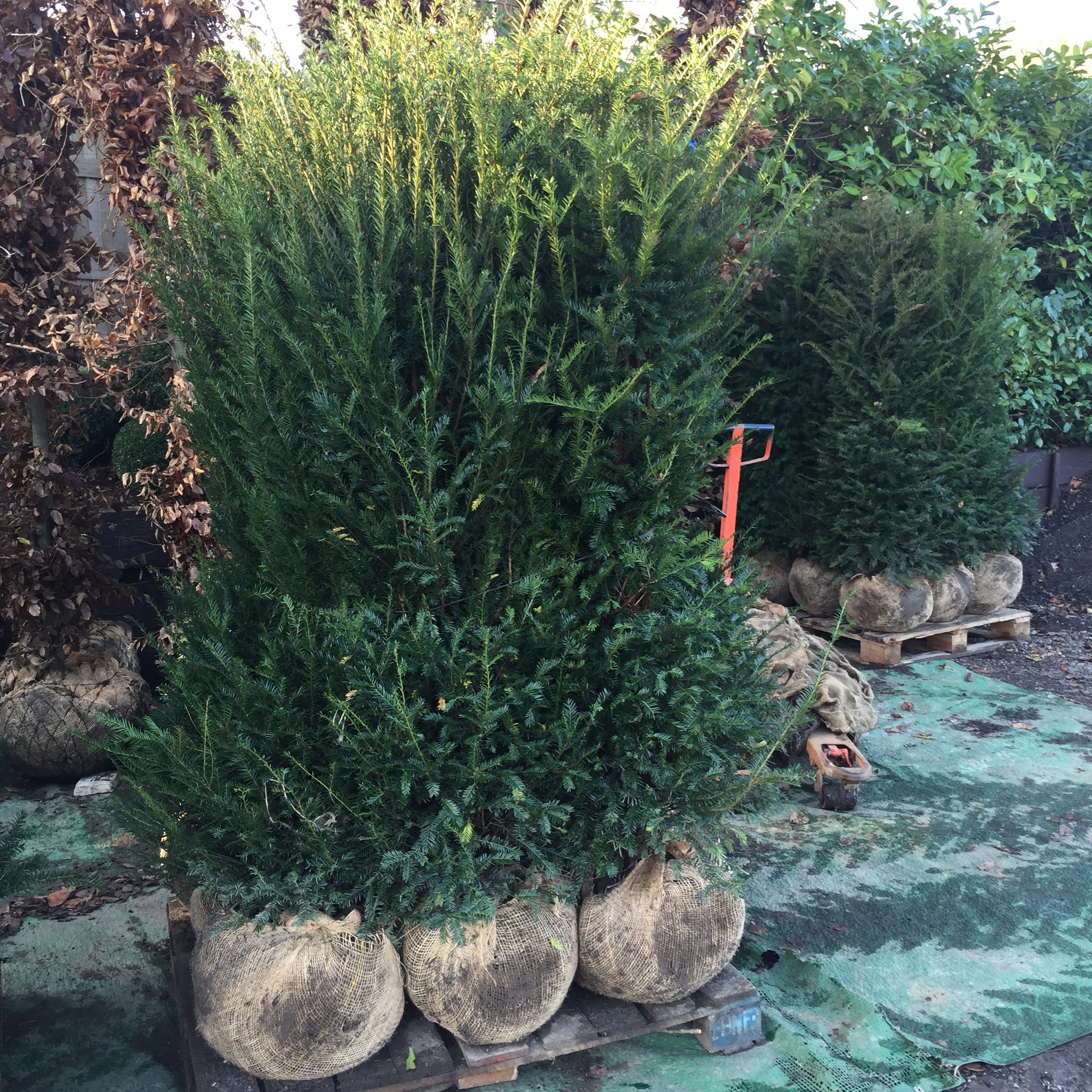 Yew hedging plants