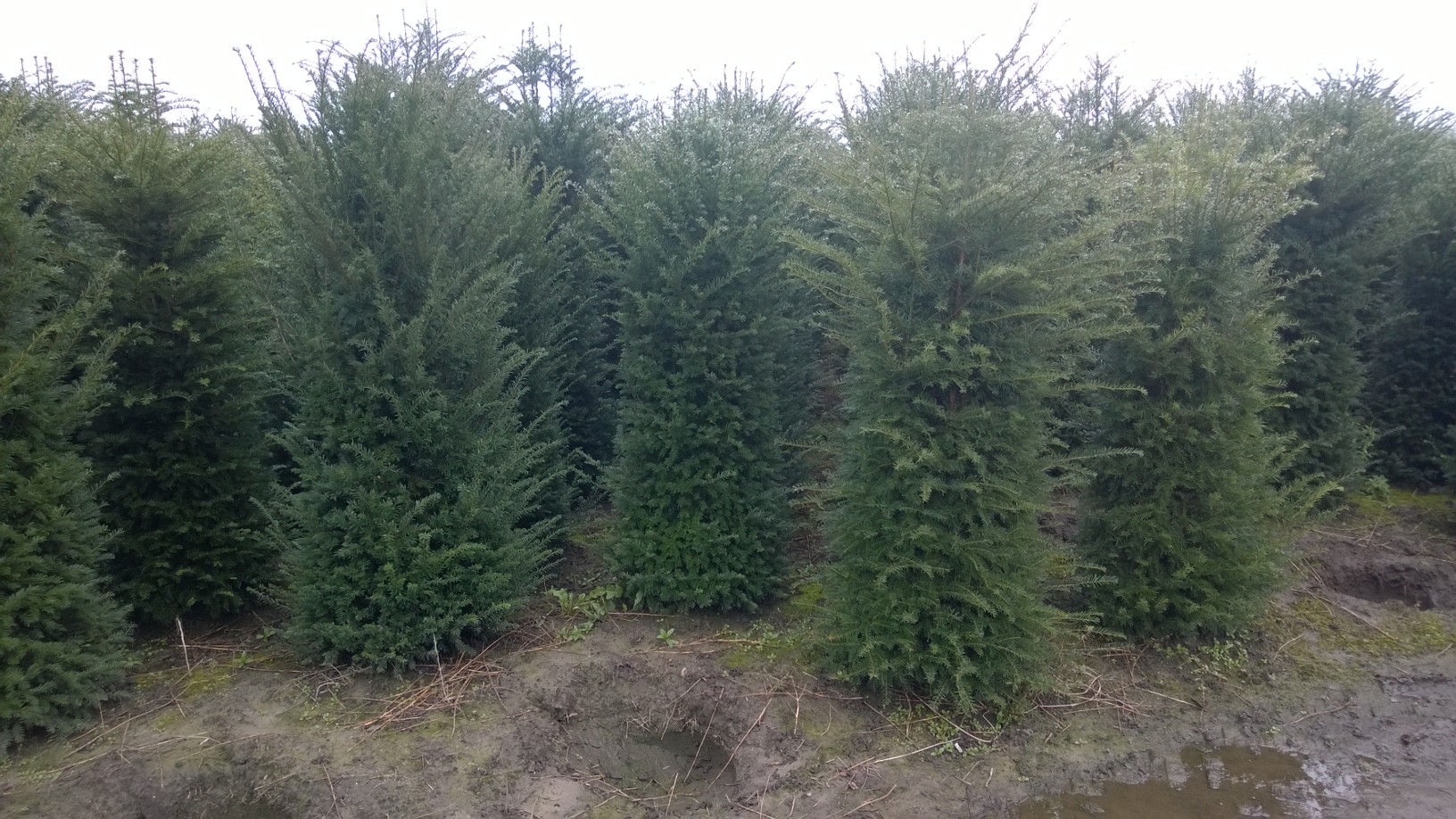 Yew hedging plants