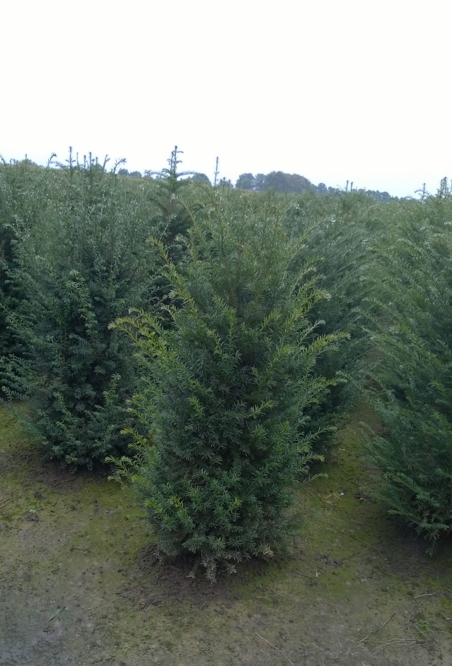 Yew hedging plants